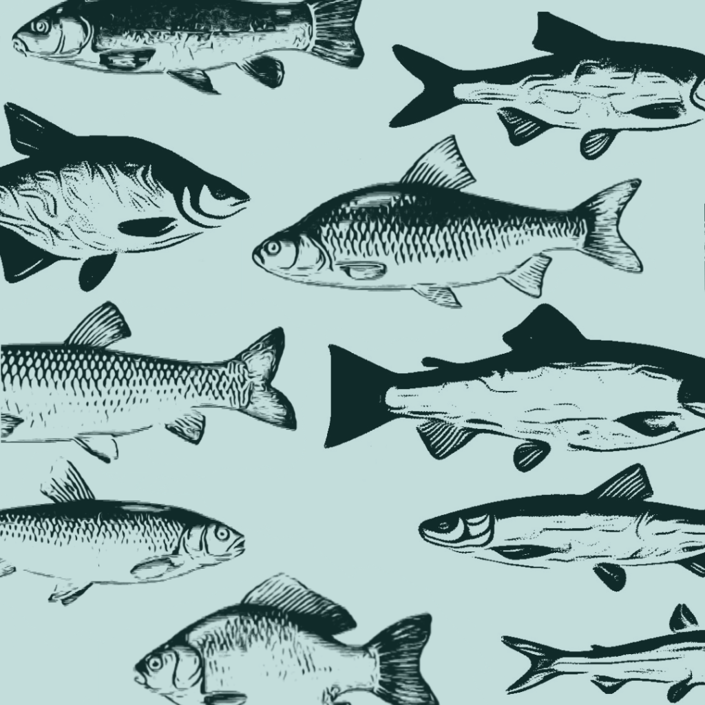 zanęta method feeder, do feedera